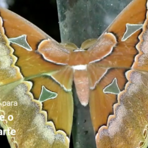 Curso Lepidópteros de Costa Rica